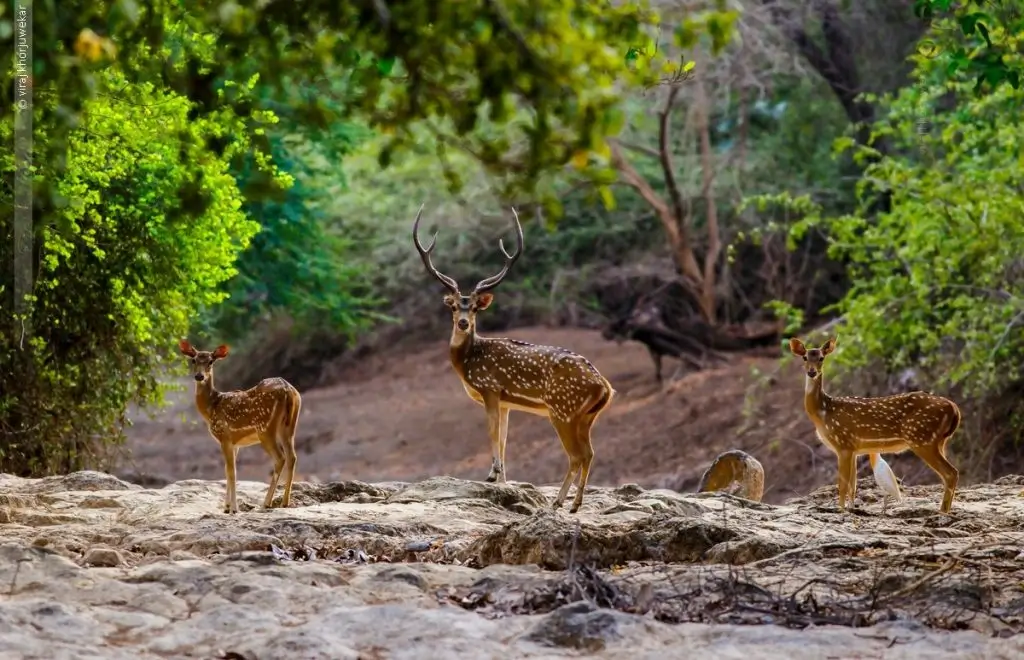 Madhya Pradesh Wildlife Tour