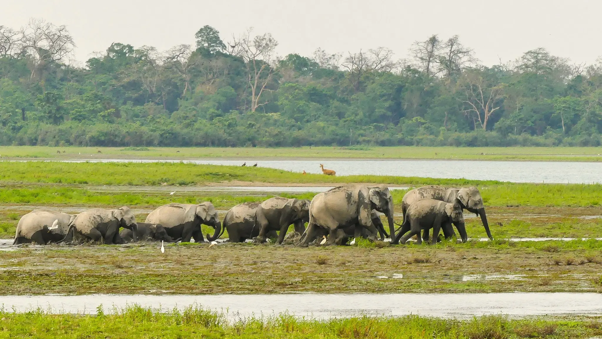 Manas National Park 