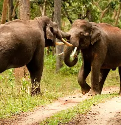 elephant image 