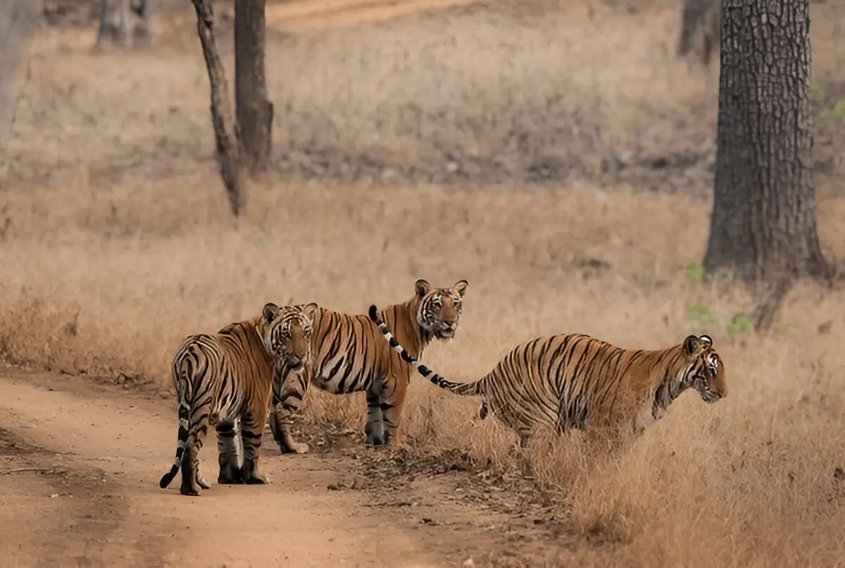 Nagarhole National Park 