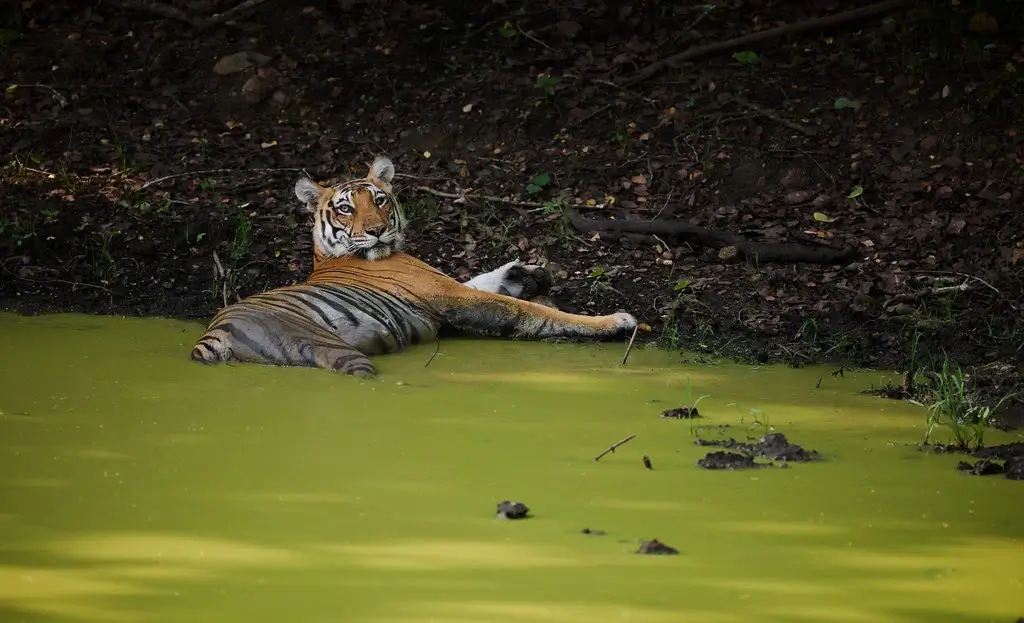 Nagarhole National Park 