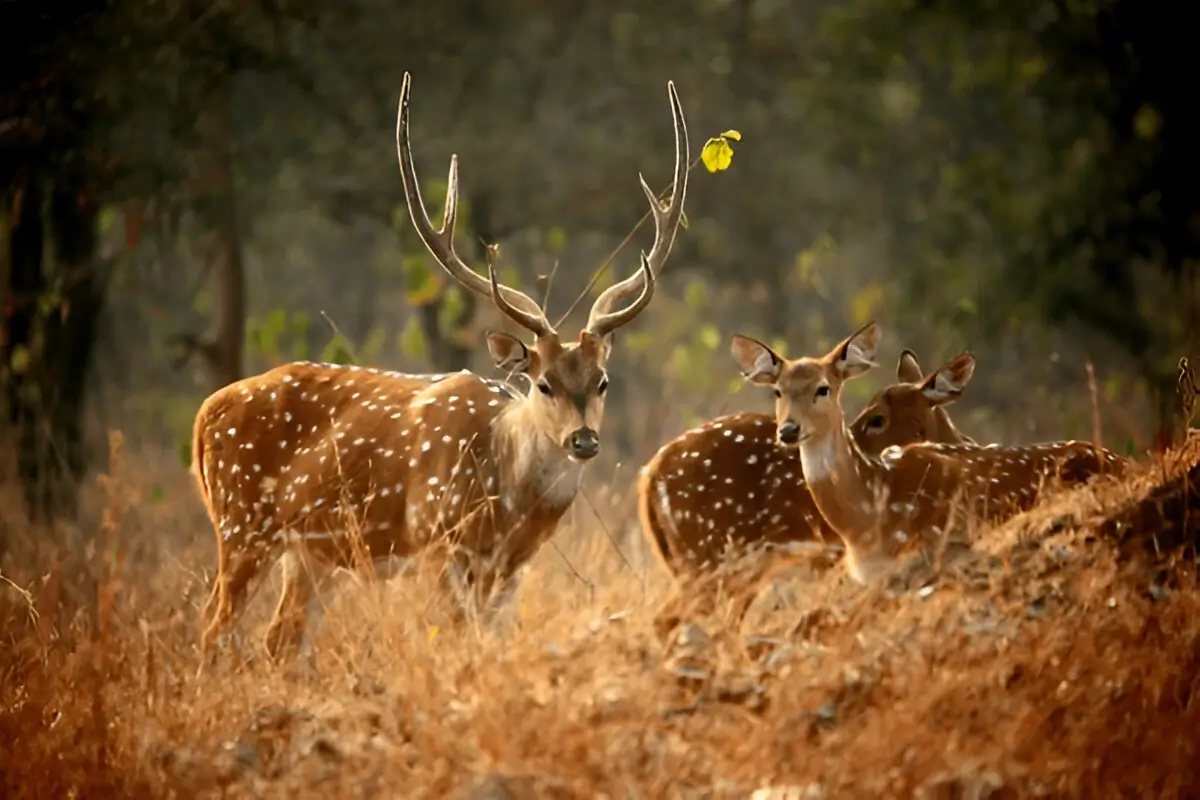 The Best Of Central India Wildlife Tour