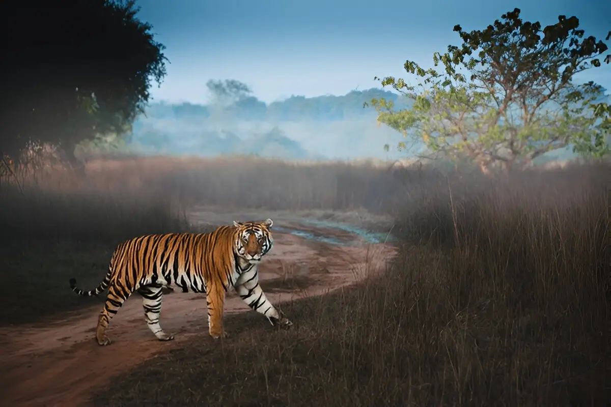 Madhya Pradesh Wildlife Retreat