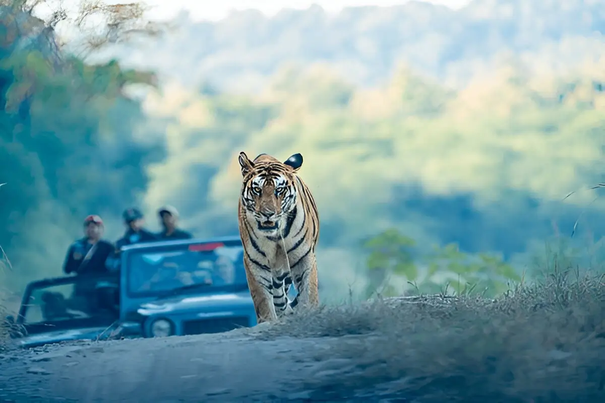 In Pursuit of the Tiger