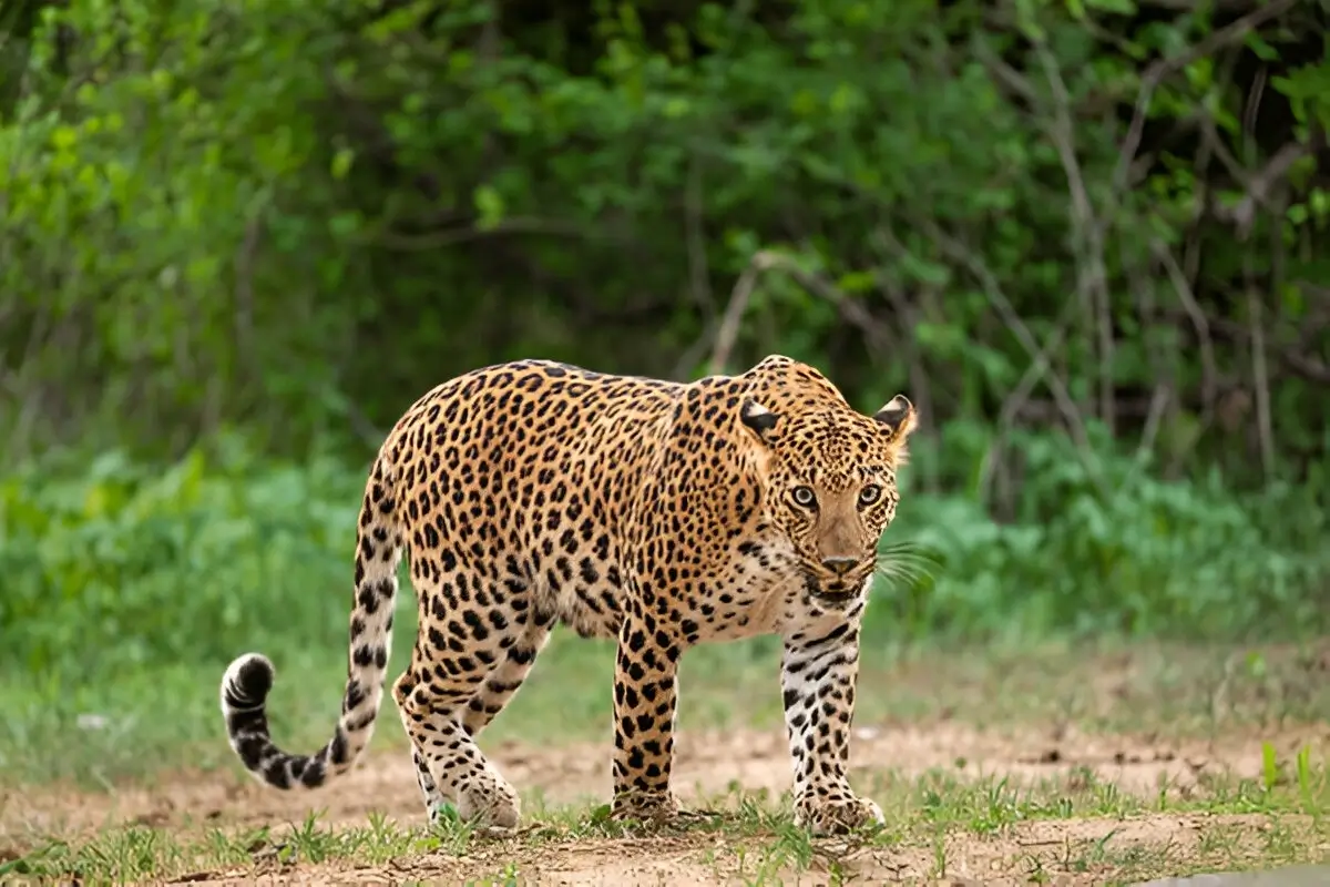 pench-national-park