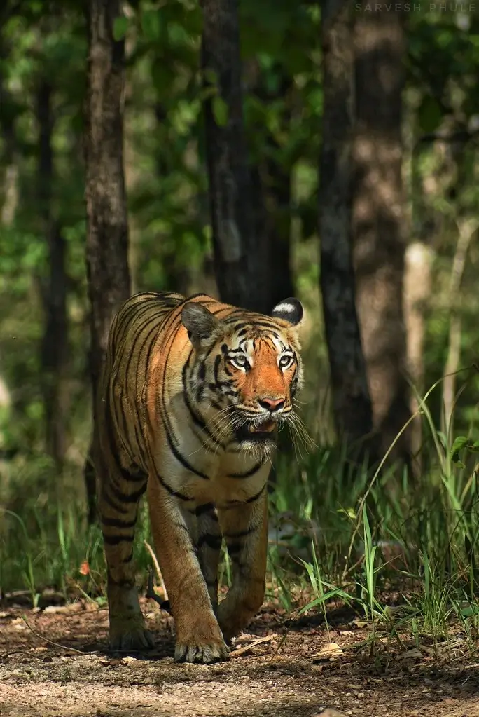 Tadoba Nagzira and Pench National Park Tour
