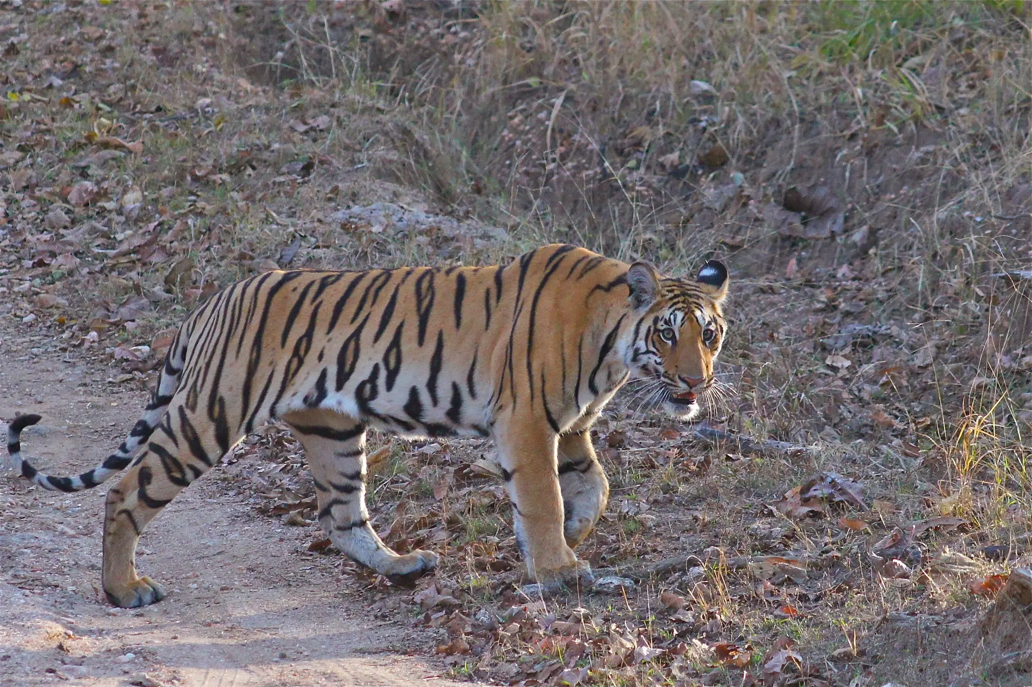 Tiger Photography Tour to Pench&Tadoba