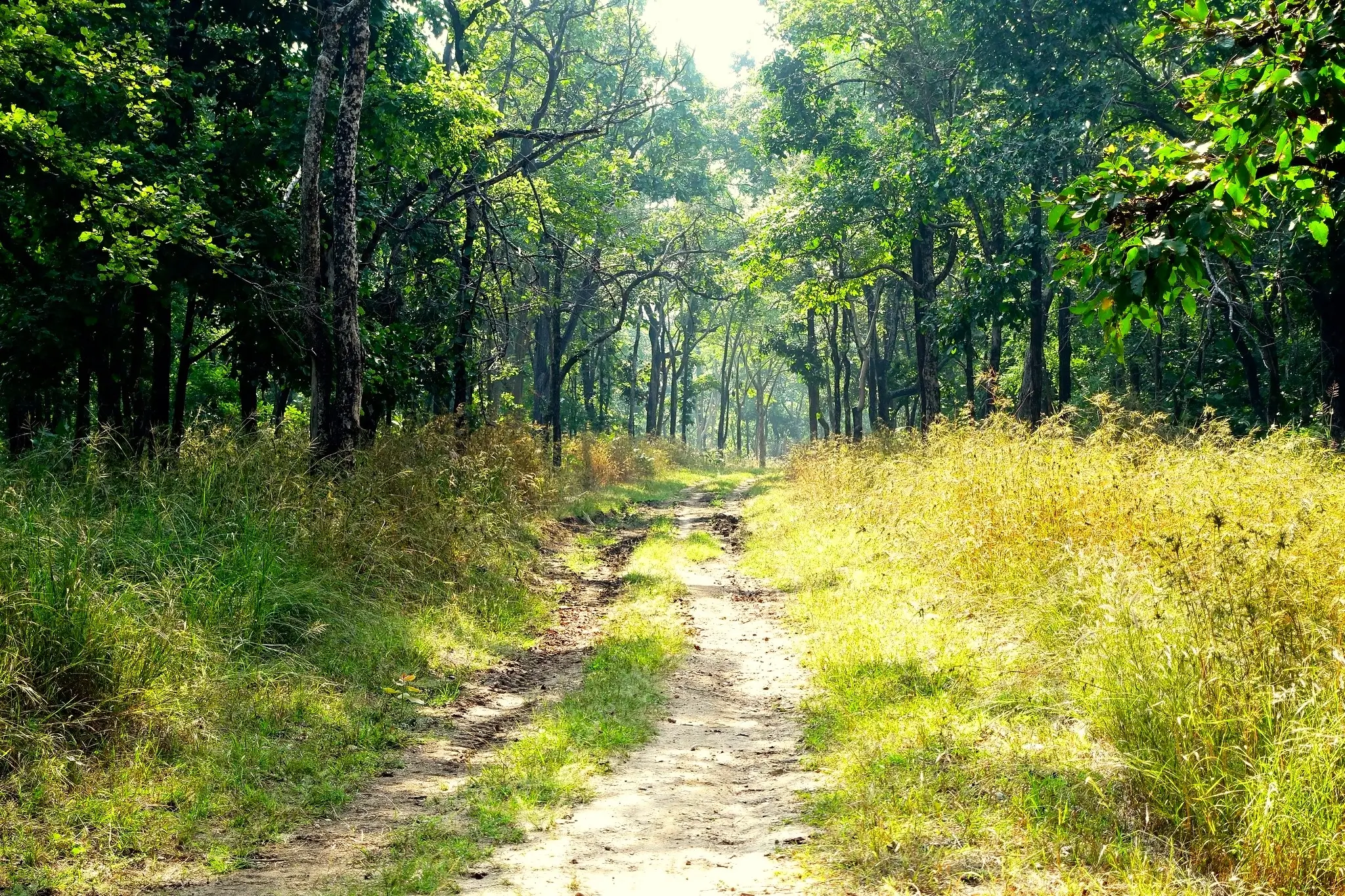 Pench National Park