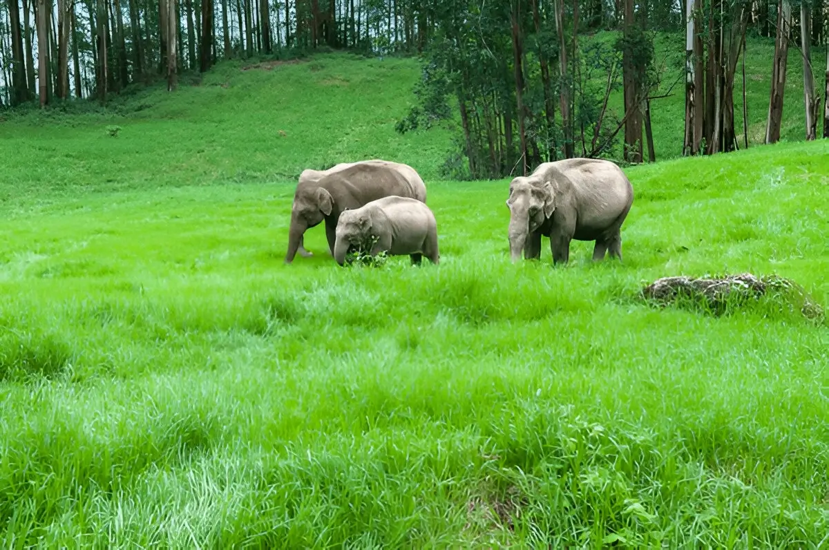 Periyar National Park 