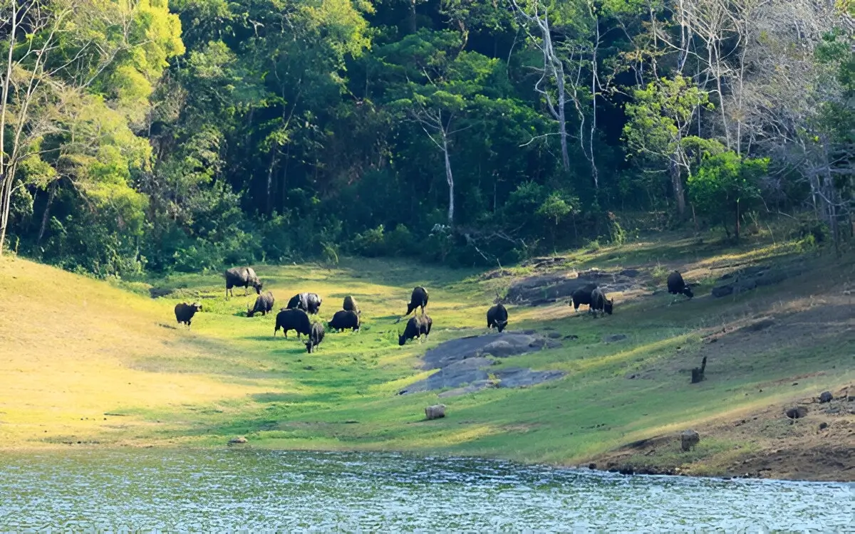 Periyar National Park 