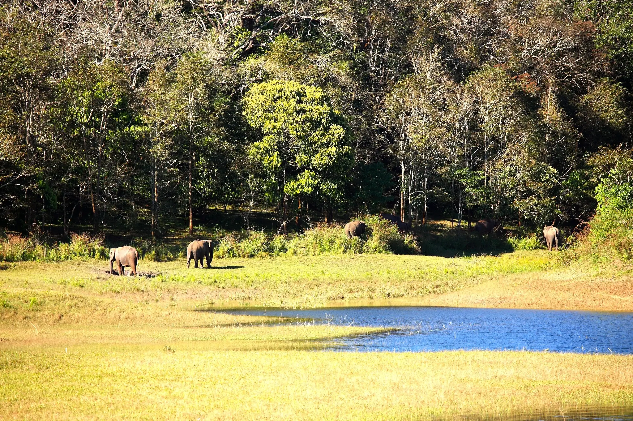 Periyar National Park