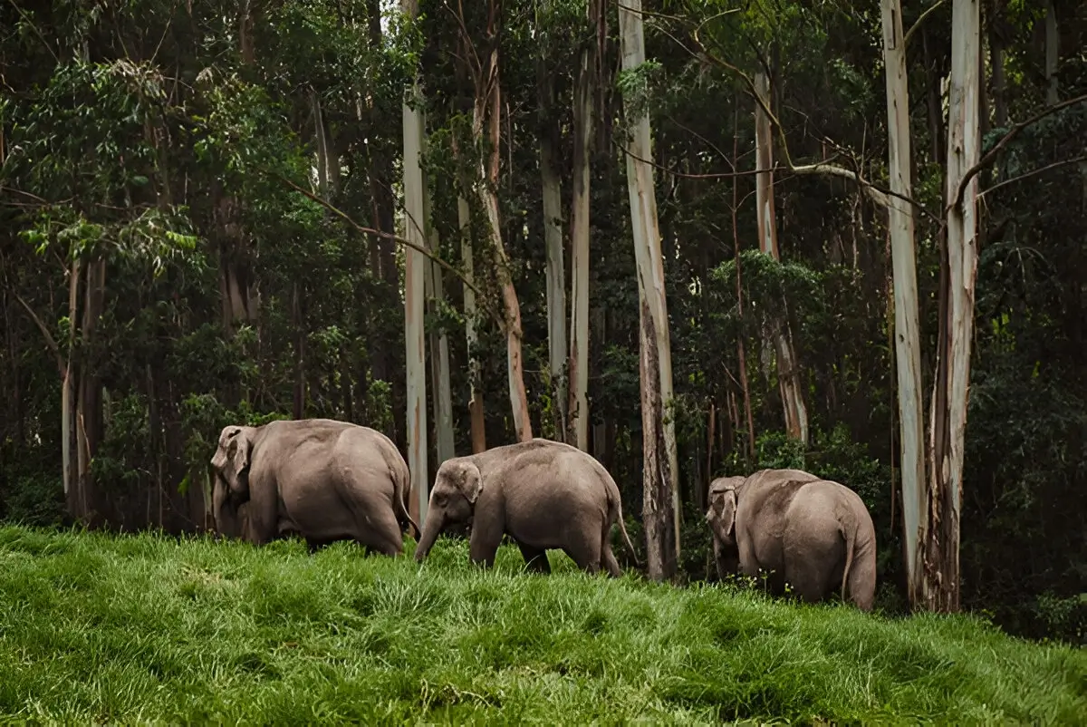 Periyar National Park 