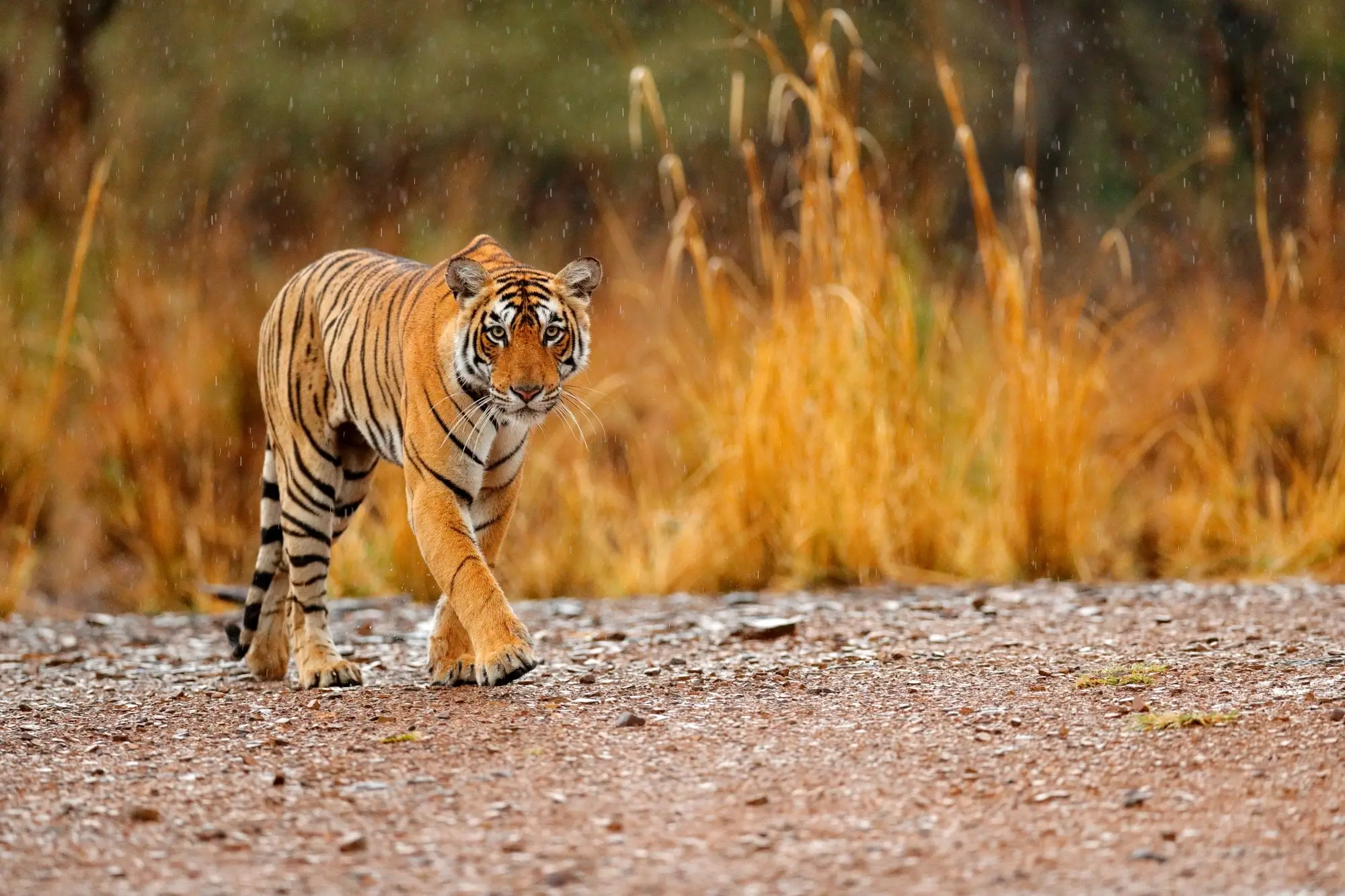 Ranthambore National Park A Tiger Reserve In Sawai Madhopur Rajasthan