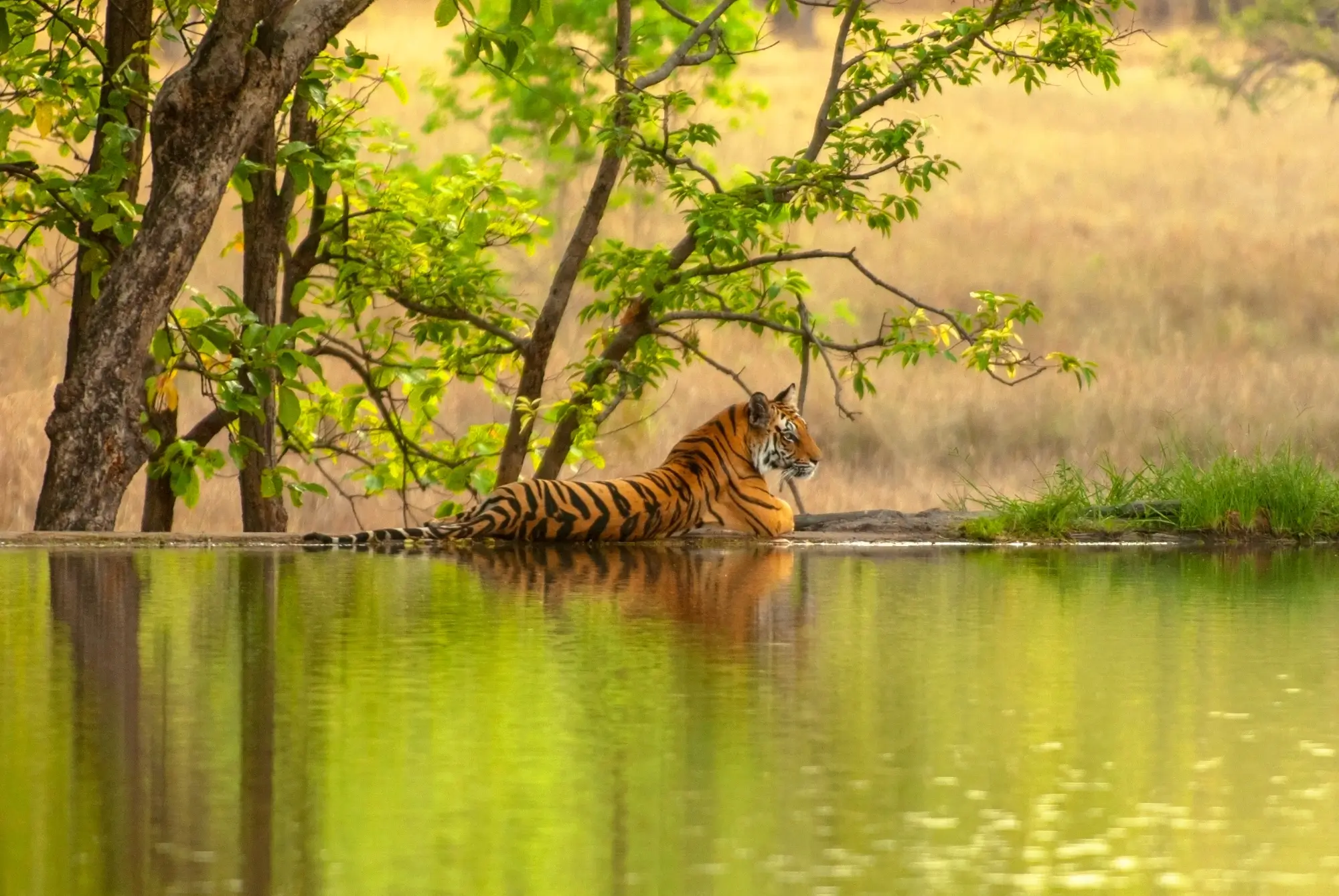 ranthambore