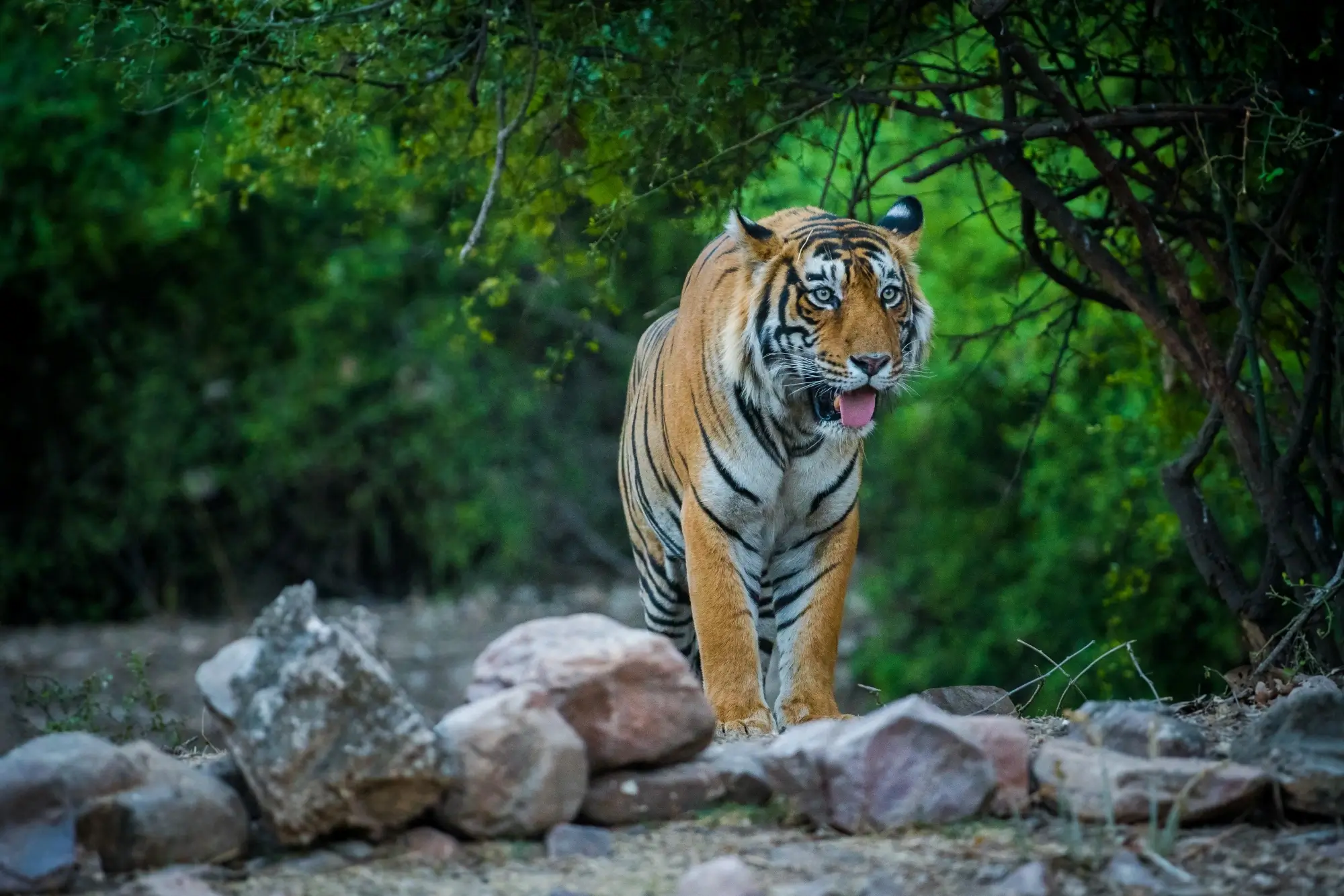 ranthambore