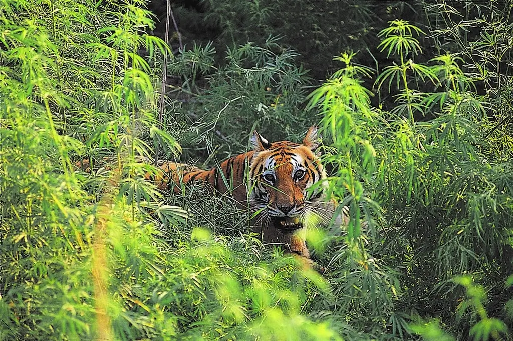 Jim Corbett National Park