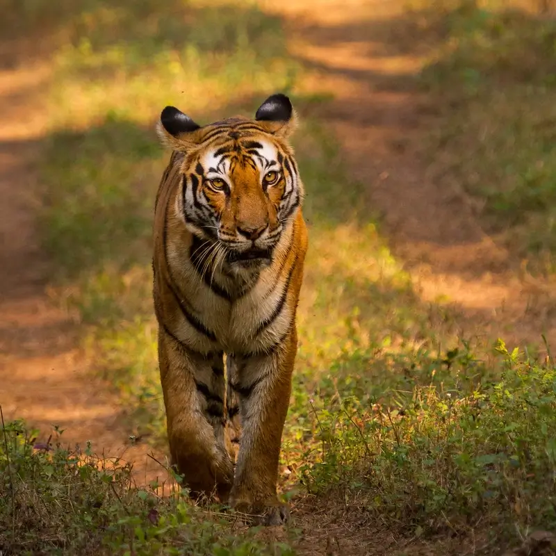 Madhya Pradesh Magnificence Tour