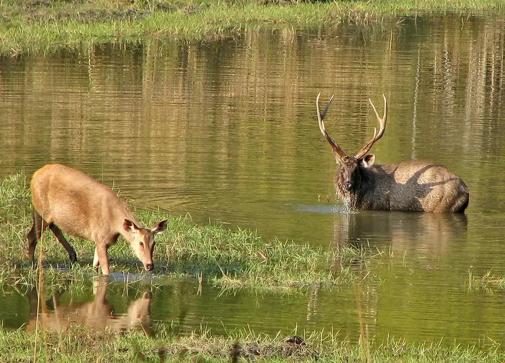 Satpura National Park 