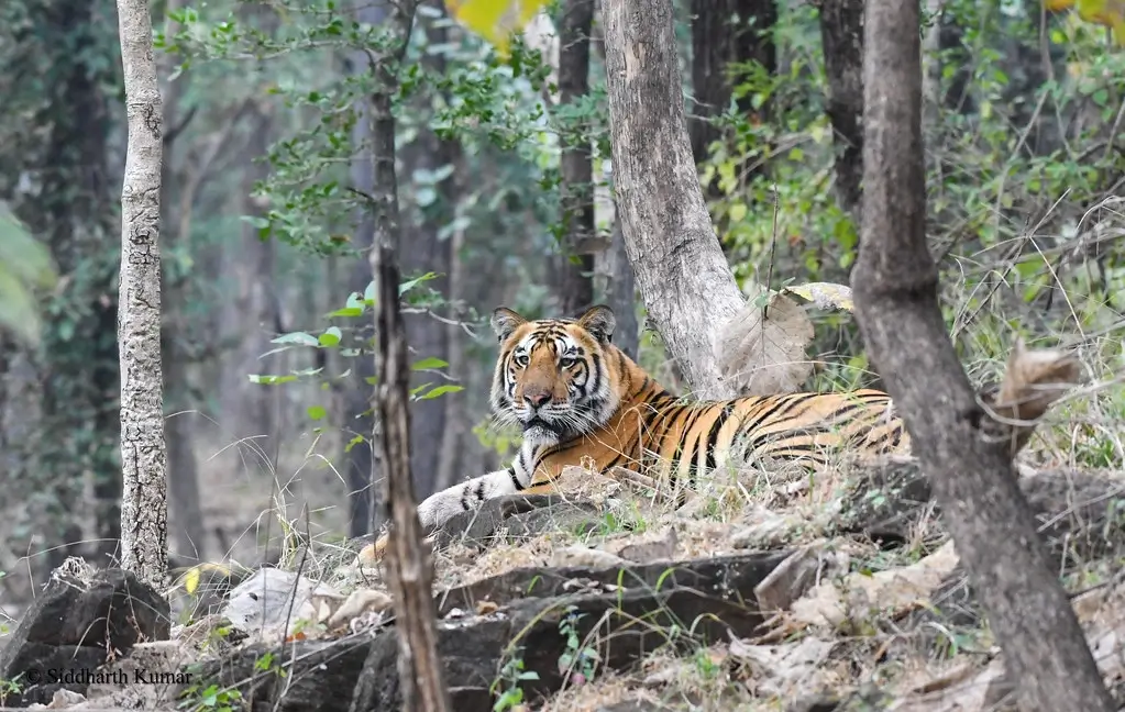 Satpura National Park Tour Packages