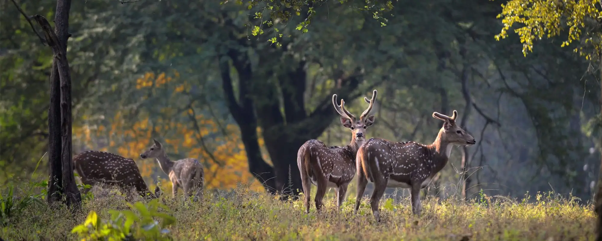Satpura National Park