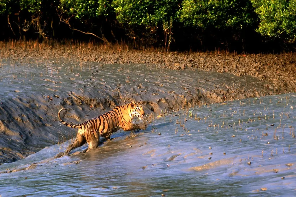Stay With Tigers of Sunderban