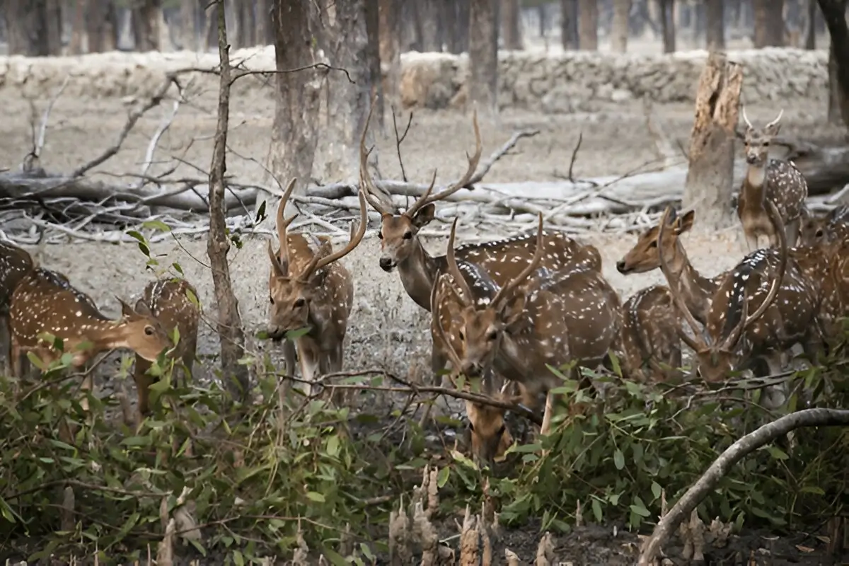 Sunderban National Park 