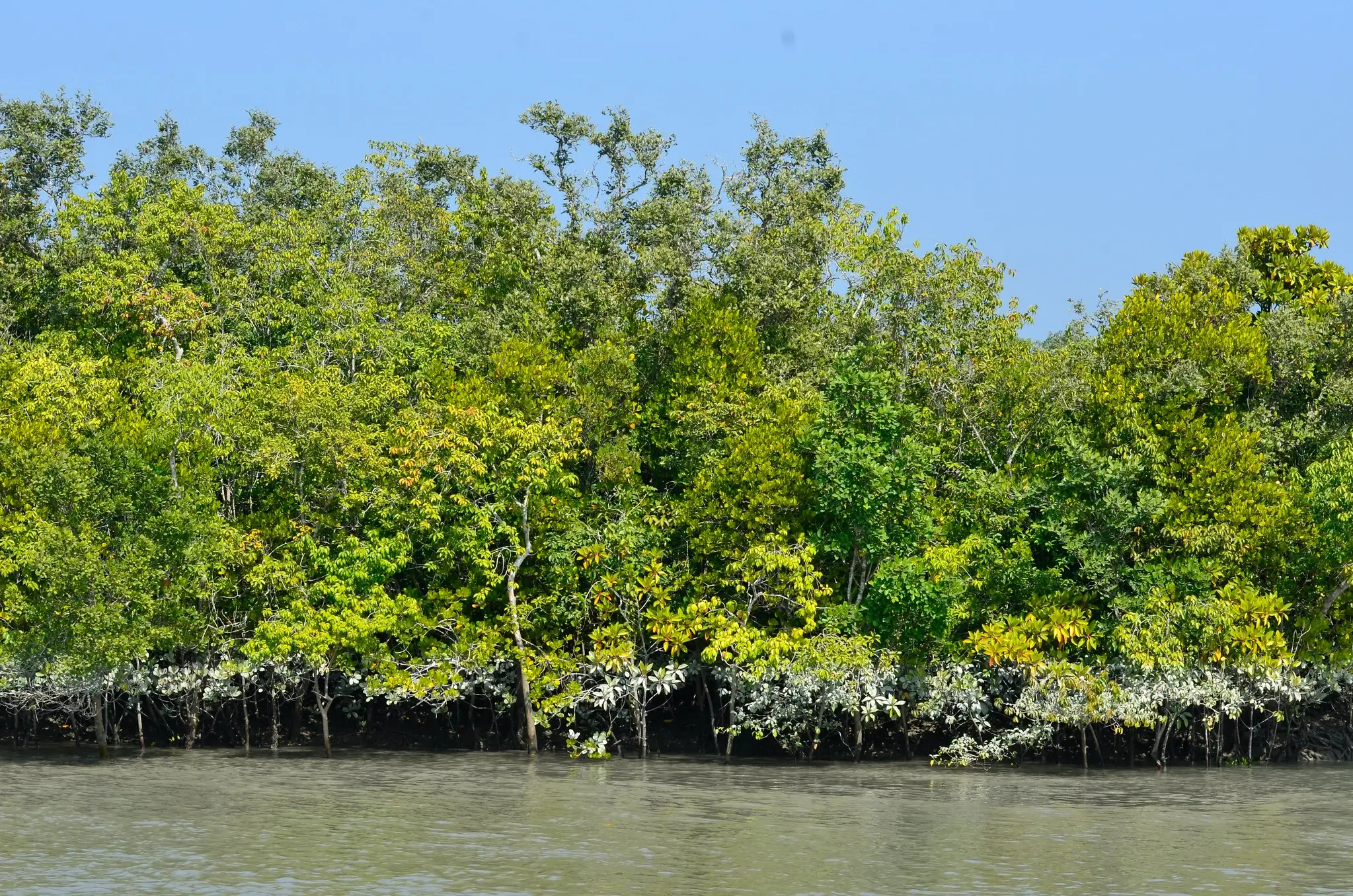 Sunderban National Park 