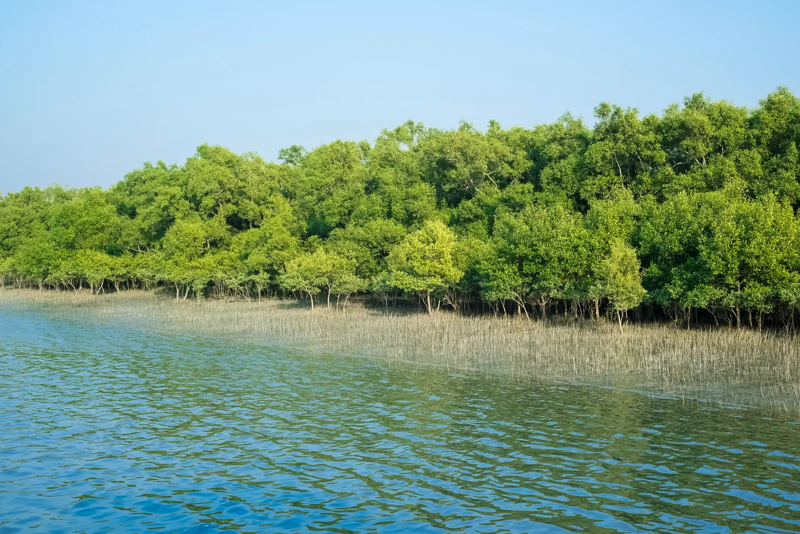 Mysterious Sunderbans Tour
