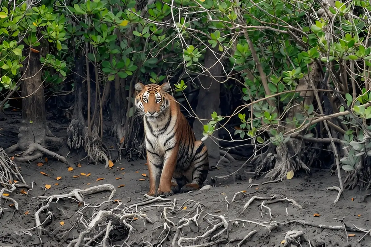 Sunderban National Park 