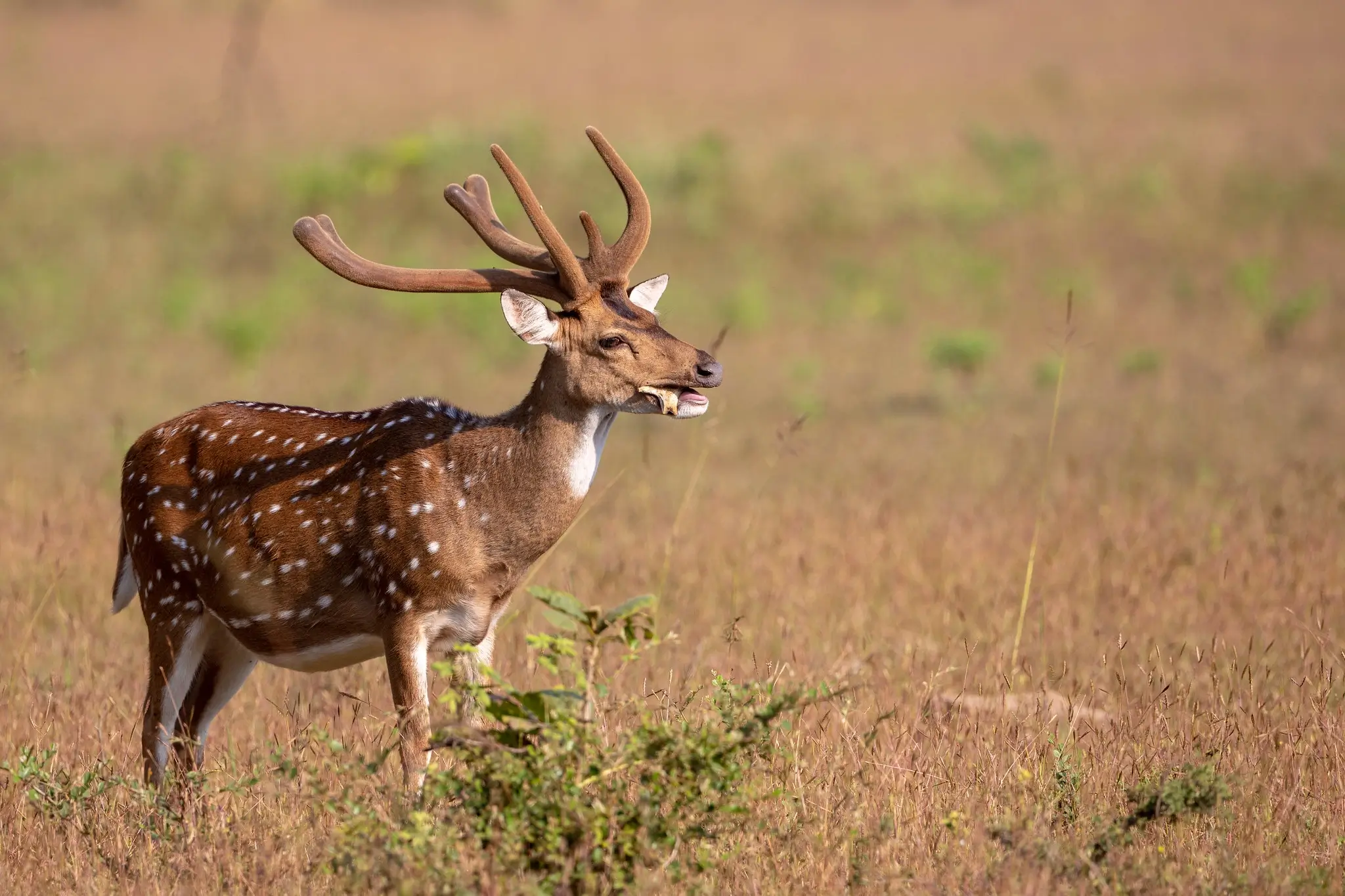 Tadoba National Park 