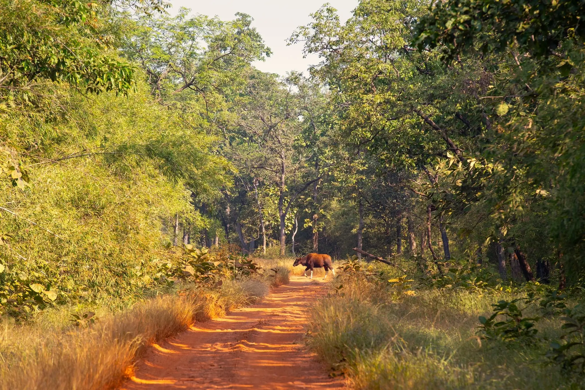 Tadoba National Park 