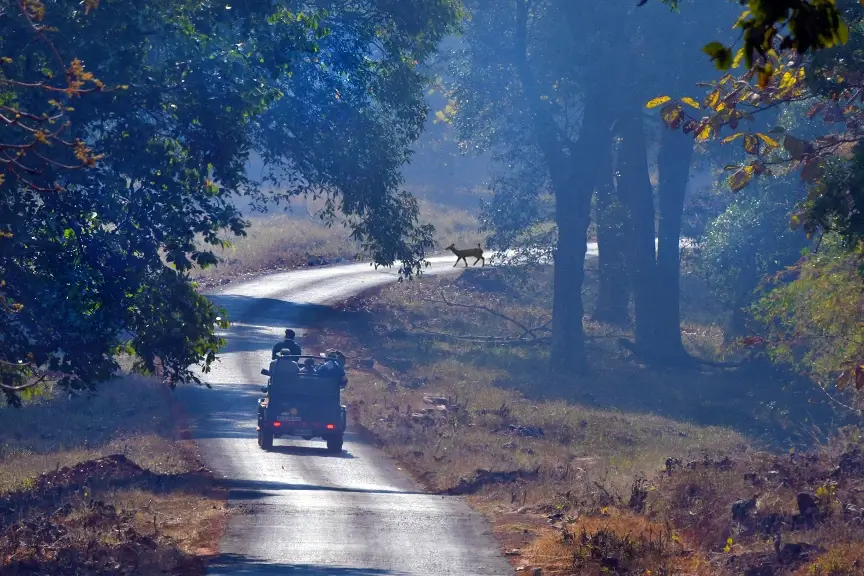 Tadoba National Park 