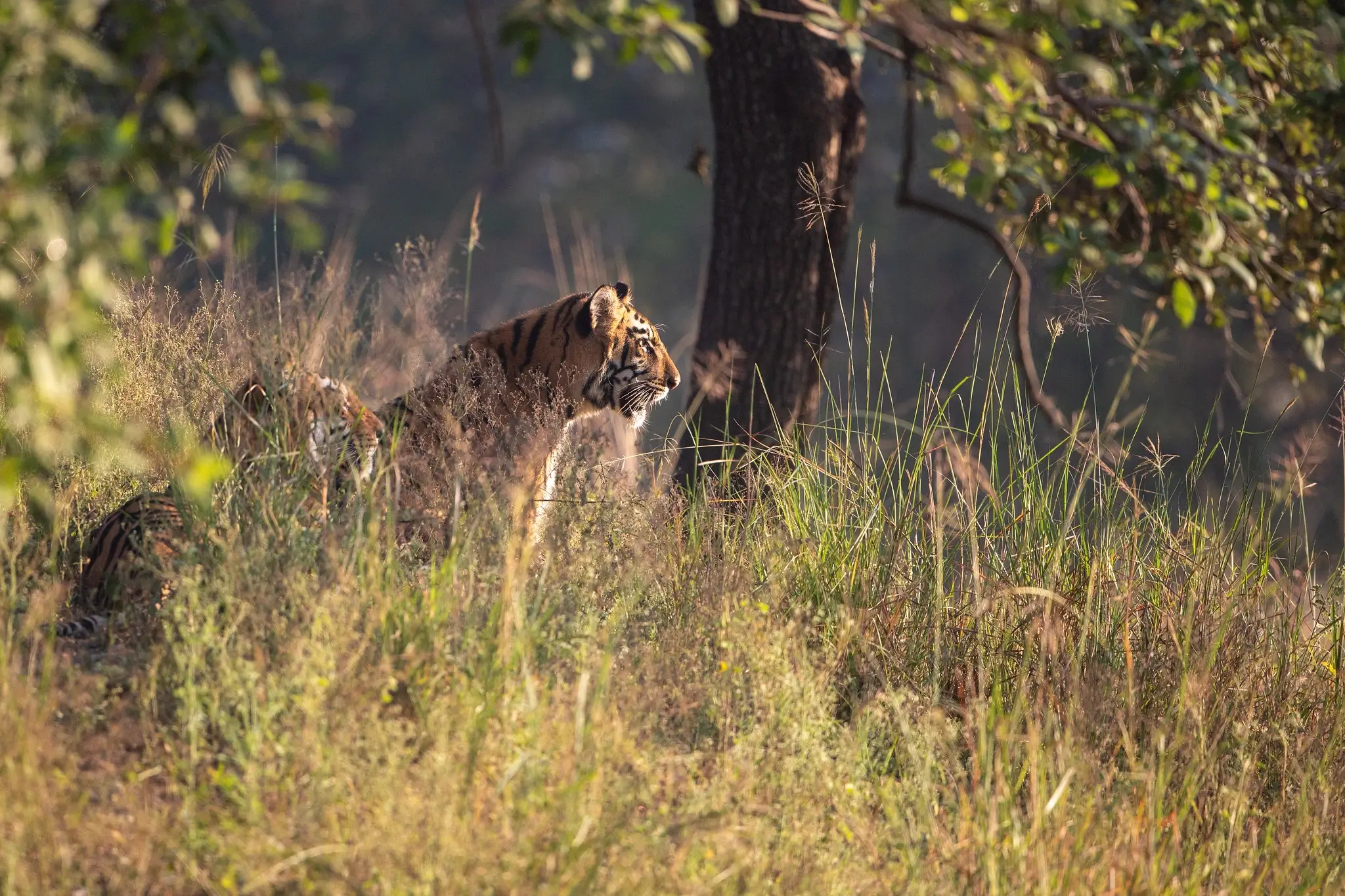Tadoba National Park 