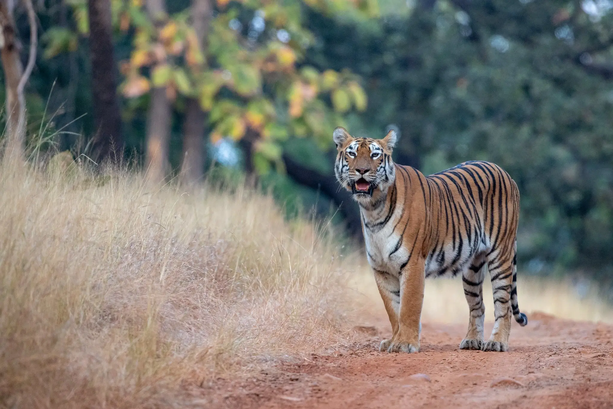 Tadoba National Park 