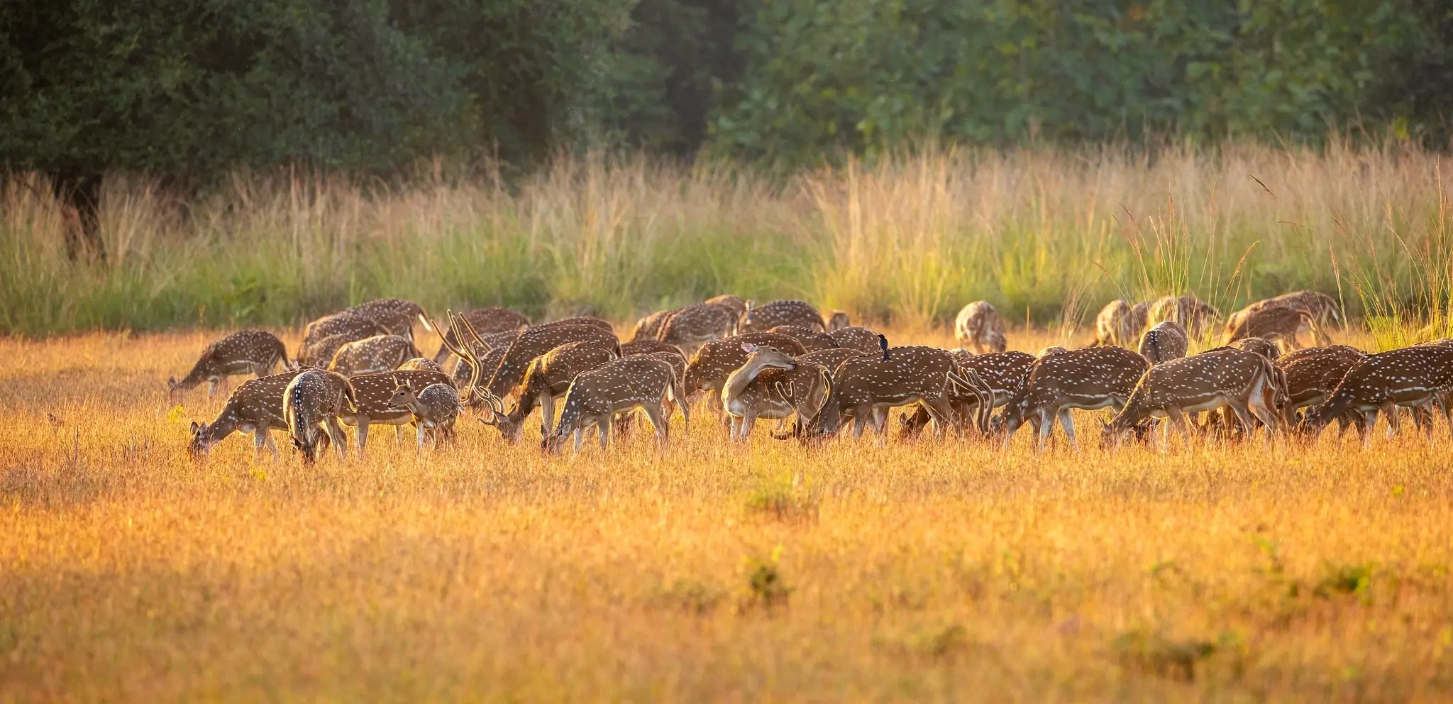 Tadoba National Park