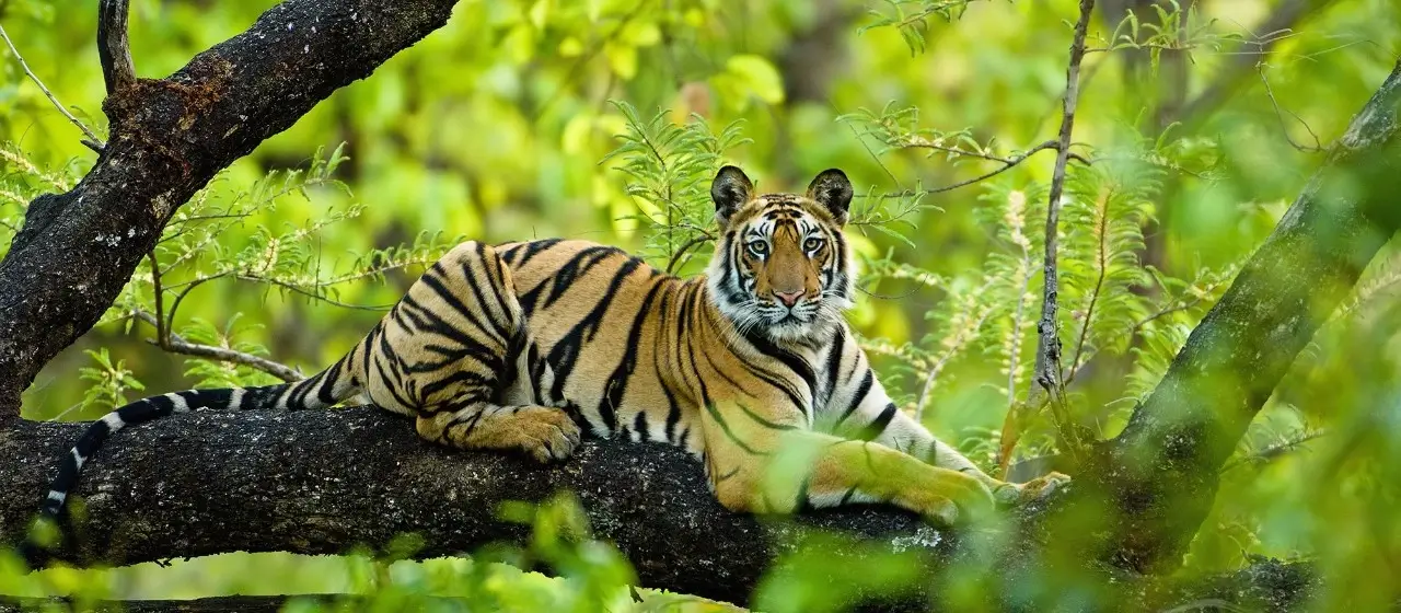 Kanha National Park