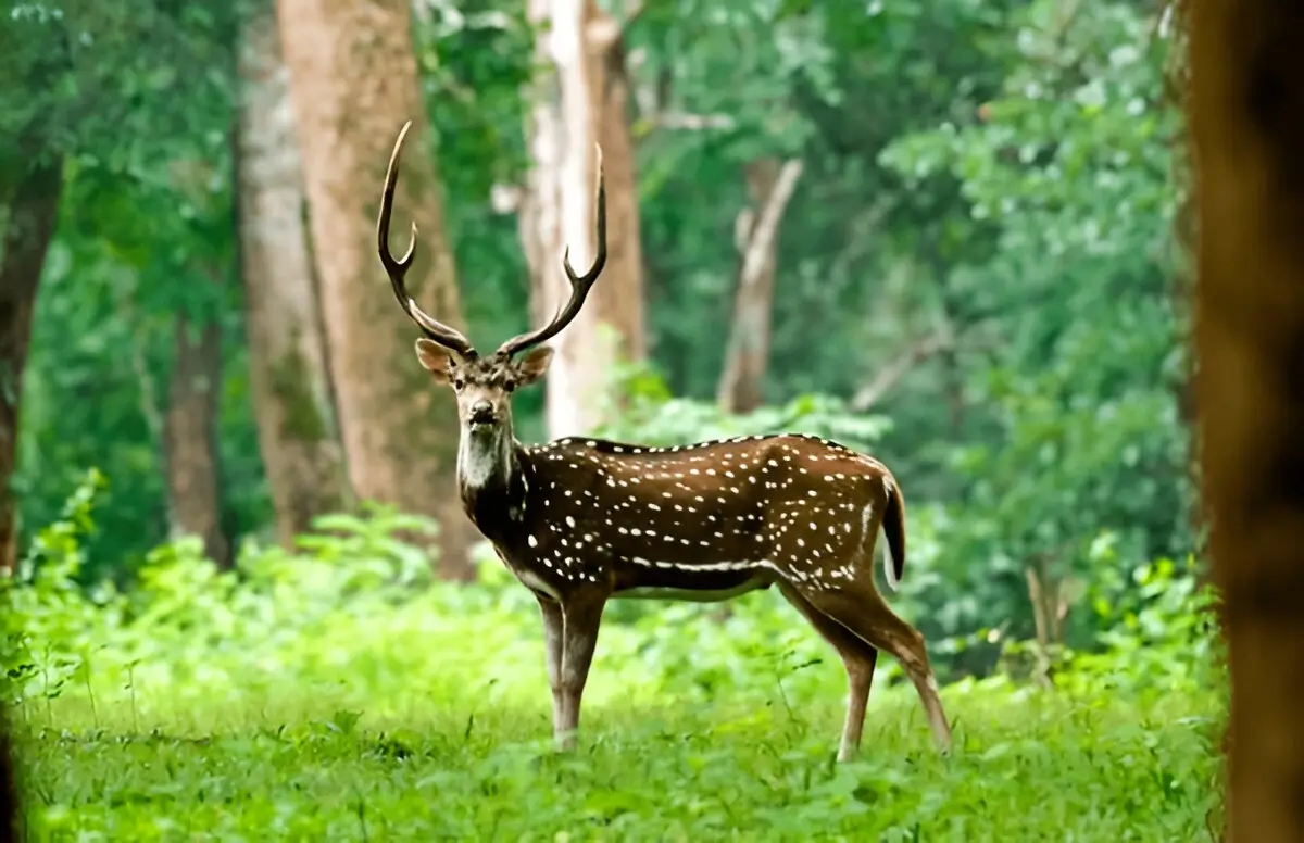 wayanad national park