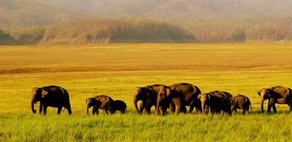 Jim Corbett National Park Flora and Fauna