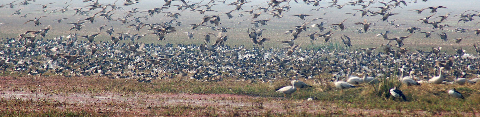 Bharatpur Bird Sanctuary | Keoladeo National Park, Rajasthan India