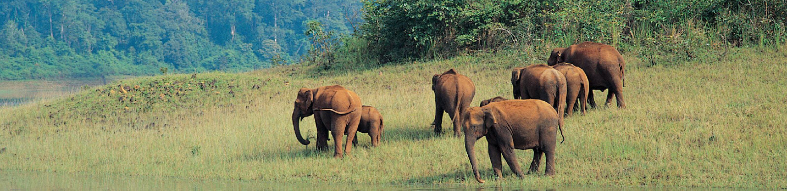Periyar Wildlife Sanctuary- Periyar National Park in Kerala, India